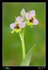 Altra orchidea spontanea fotografata lo scorso sabato....
Canon40D, tamron 180mm, f7.1 , iso 100, 1/50, treppiedi, scatto remoto, pannello diffusore.
Ho fatto una foto anche con il diaframma pi chiuso per avere pi pdc su entrambi i fiori, ma lo sfondo non  il massimo....
[url=http://img705.imageshack.us/img705/1436/tenthredinifera1200px.jpg][b]Immagine a 1200px[/b][/url]