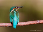Martino femmina giovane -Martin pescatore comune (Alcedo att
