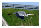 Cenerino in volo