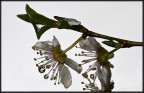 prunus
