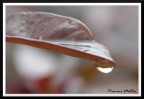 goccia sulla foglia... goccia sulla foglia...