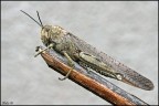 Locusta Locusta