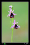 Un piccolo mini-reportage su quella bella orchidea selvatica..... sono stato davvero fortunato a beccare un soggetto cos alto che mi ha permesso di avere uno sfondo davvero molto pulito!
Scatto a sole quasi totalmente tramontato!
Canon 40D, tamron 180mm, f6,3, iso320,1/10'', treppiedi, scatto remoto. 
[url=http://img138.imageshack.us/img138/9782/ophrysbertolonii001200p.jpg][b]Immagine a 1200px[/b][/url]