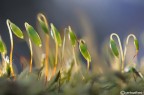 Esperimento : controluce al muschio