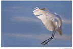 Volo