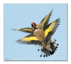 Cardellini Cardellini