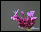 la finzione della natura...