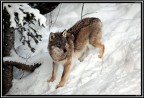 Lupo # 2