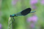 Canon 40D + 150 Macro
Iso 800 F 10 1/30