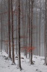 Neve Lieve
