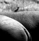 biodiversita'