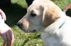 Cucciolo di cane