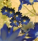 fiori alla rovescia