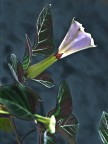 fiore