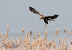 Falco di palude