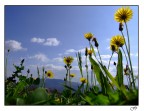 Visione dal Basso