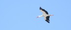In volo