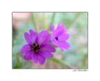 fucsia