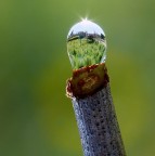 La mia vigna