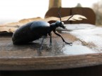 COLEOPTERALA