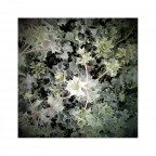 The Last Summer The Last Summer