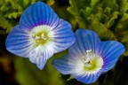 sony alpha 700 
con 100 macro
f/13 1/125 con flash