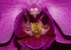 orchidea phalaenopsis....