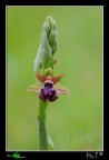 Altra immagine della stessa orchidea di ieri.....
Per gli exif vado un p a ricordo....ho dimenticato di trascriverli prima di portare la foto in ufficio, se non erro:
Canon 40D, tamron 180mm, f8, iso100, 1/30, treppiedi, scatto remoto.
[url=http://img59.imageshack.us/img59/5468/ophrysgarganica011200px.jpg][b]Immagine a 1200px[/b][/url]