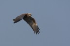 Falco di palude