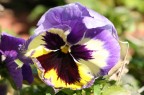Fiore