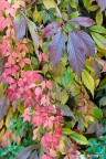 Colori autunnali
