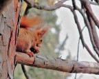 Scoiattolo rosso
