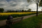 Campo giallo