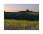 Cipressi di Toscana