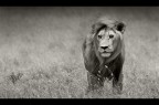 Sempre nel serengeti ed era un esemplare, a detta di chi ne capisce pi di me, solitario, anziano e malandato. Aveva uno sguardo spiritato.