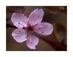Fiore di susino selvatico