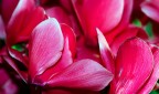ROSSO CICLAMINO