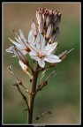 Asfodelus albus - Nikkor 180mm f2.8 con tubo prolungo PK13