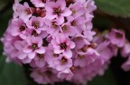 fiori
