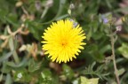 fiori