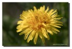 altre foto su: http://capturethetime.blogspot.com/2010/03/macro.html