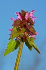 sony alpha 700
100 macro
f/13 1/90s 
iso 200