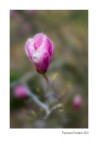 Una Vita In Rosa