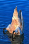acc.. mi  cascato in acqua il cellulare.....