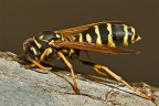 sony alpha 700
100 macro +2cmprol.
f/13 1/250 flash
iso 100
