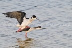 Scusate per la firma ma  una mia tutela. Se vi va, vi prego di concentrarvi solo sulla foto dato che la firma non fa parte di essa. 
Grazie e spero sia di vostro gradimento.

D300 Nikon 300mm f2.8 VR + TC-20 600mm ISO 800 f6.3 1/800s