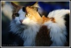 Gatto