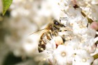 Macro vespa