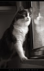 Canon EOS 500D, Canon EF-S 55-250IS @65mm, 1/80s, f/4.0, ISO 640