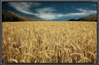 Grano